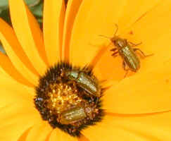 lovebugs on daisy namaqualand(29567 bytes)