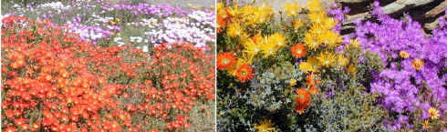 mesembs karoo garden yellow orange purple blooms september october (141527 bytes)