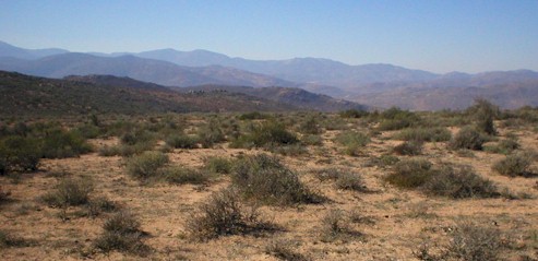 namaqualand dry summer scene(37221 bytes)