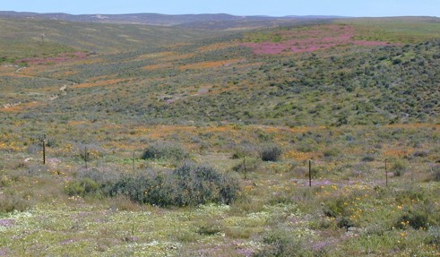 namaqualand winter rain flower scene(54664 bytes)