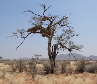 camelthorn tree sociable weaver birds nest namibia (26895 bytes)