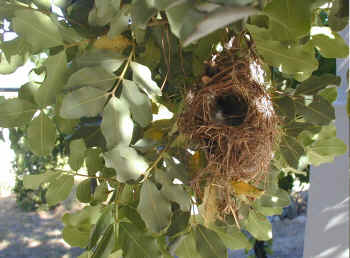 nest.sugarbird.Nectarinia.violacea.jpg (115338 bytes)