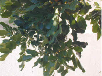 nest.sugarbird.Nectarinia.violacea.invisible..jpg (114854 bytes)