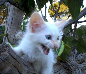 nightmare.stuck.in.tree.jpg (29685 bytes)