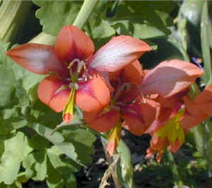 orange.lilies.9.07.jpg (43055 bytes)