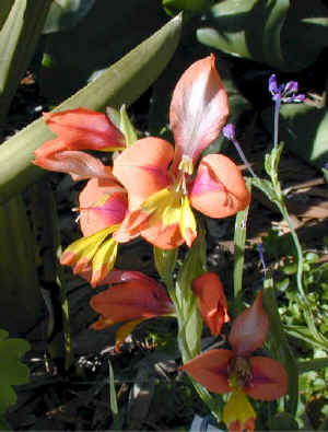 orange.lilies.blue.9.07.jpg (30310 bytes)