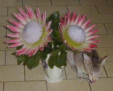 proteas.cat_small.jpg (23047 bytes)