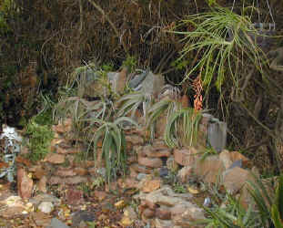 rock.wall..jpg (188719 bytes)