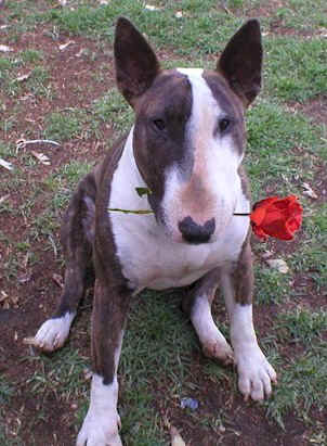 sanda.rose.jpg (56593 bytes)