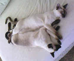siamese.knot_small.jpg (9382 bytes)
