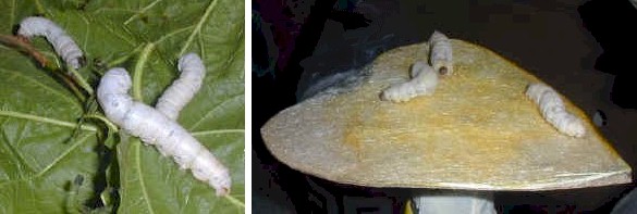 silkworms.life.task.eating.jpg (33653 bytes)