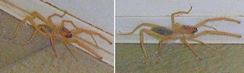 spider.jpg (24251 bytes)