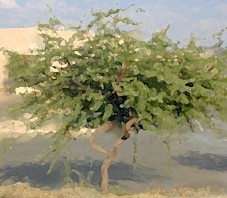 tree10.jpg (18643 bytes)