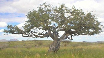 tree12.jpg (26663 bytes)
