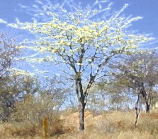 tree6.jpg (22629 bytes)
