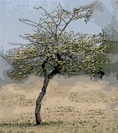 tree2.jpg (17410 bytes)