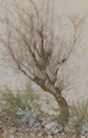 tree14.jpg (10179 bytes)