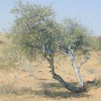 tree17.jpg (16681 bytes)