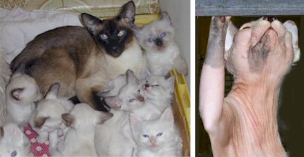 wedding.kittens.grandma.jpg (30021 bytes)