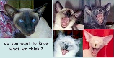 what.cats.think..jpg (28623 bytes)