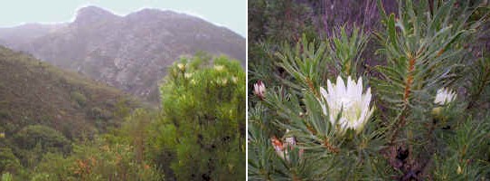 white protea.jpg (36581 bytes)