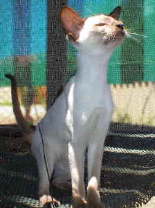william.kitten.jpg (10038 bytes)