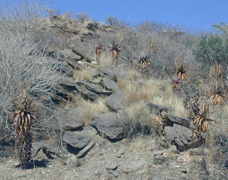windhoek.aloe.littoralis.winter.jpg (70816 bytes)