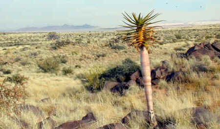 aloe.dichotoma.young.tree_small.jpg (45655 bytes)