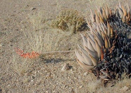 aloe.asperifolia.jpg (65813 bytes)