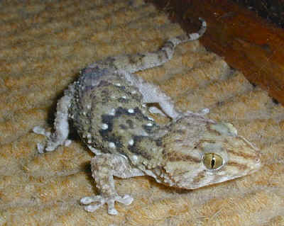 gecko..jpg (72111 bytes)