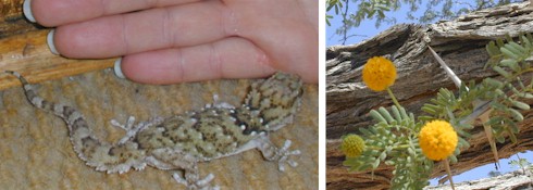 gecko.hand.jpg (33042 bytes)