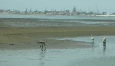 lagoon.walvis.bay.jpg (102722 bytes)