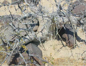 woestynboom.jpg (128030 bytes)
