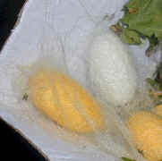 silkworm.cocoons.gold.and.silver.jpg (55751 bytes)