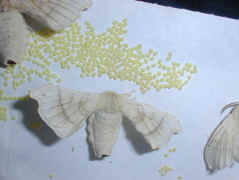 silkworm.moth.and.eggs..jpg (180024 bytes)