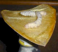silkworms.silkheart.jpg (71115 bytes)
